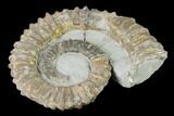 Aegocrioceras Ammonite - Germany #139139-1